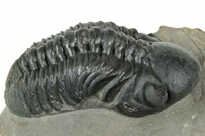 Detailed Reedops Trilobite - Atchana, Morocco #323695
